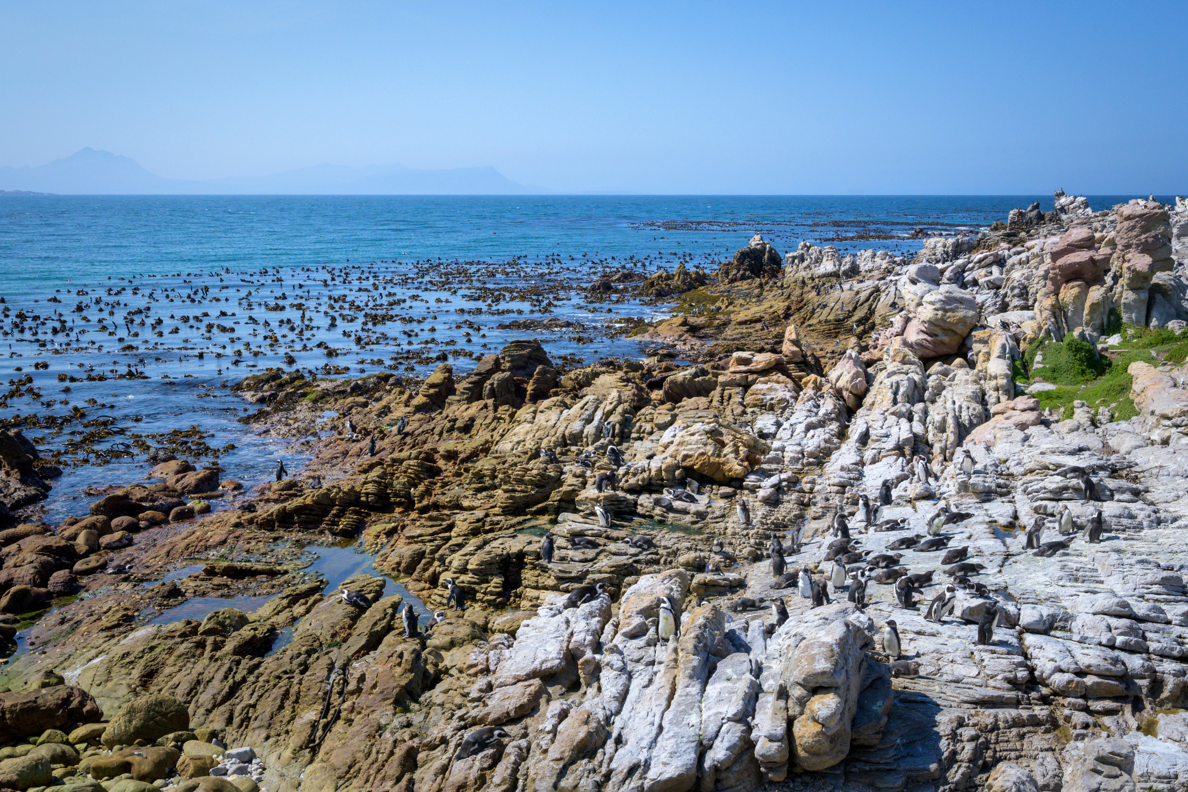 betty's bay.webp
